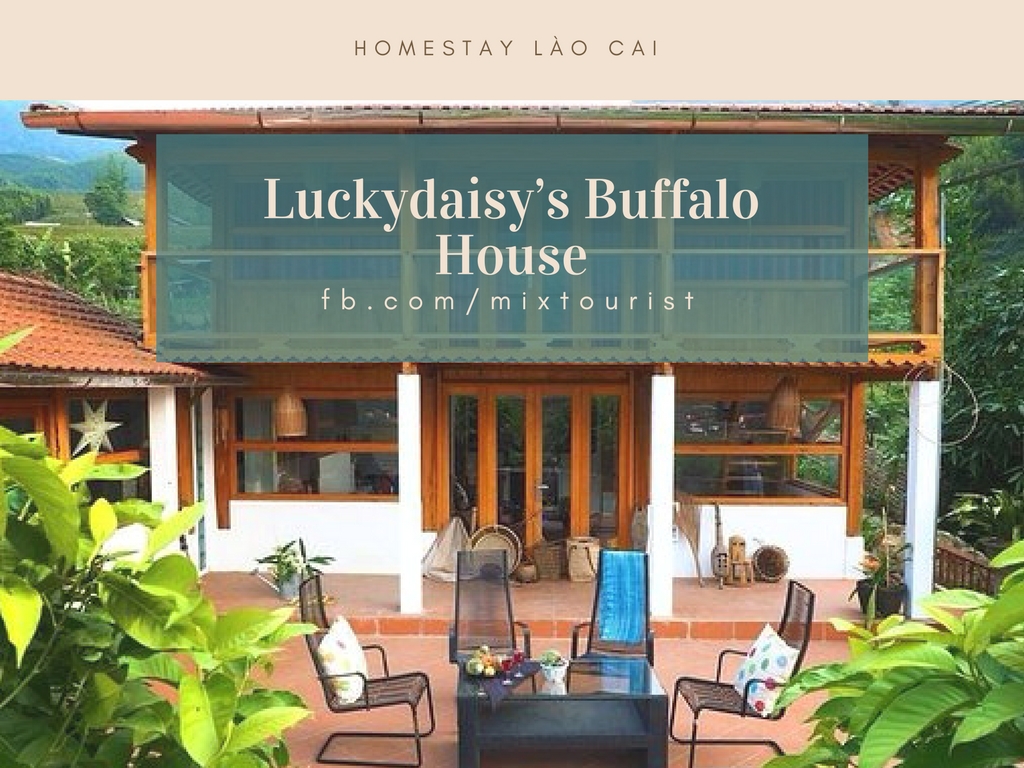homestay-Luckydaisy’s-Buffalo-House-sapa-lao-cai-worldtrip