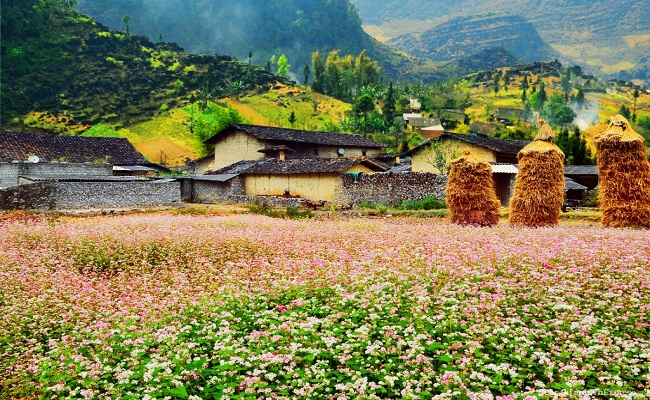 Sự Tích Hoa Tam Giác Mạch