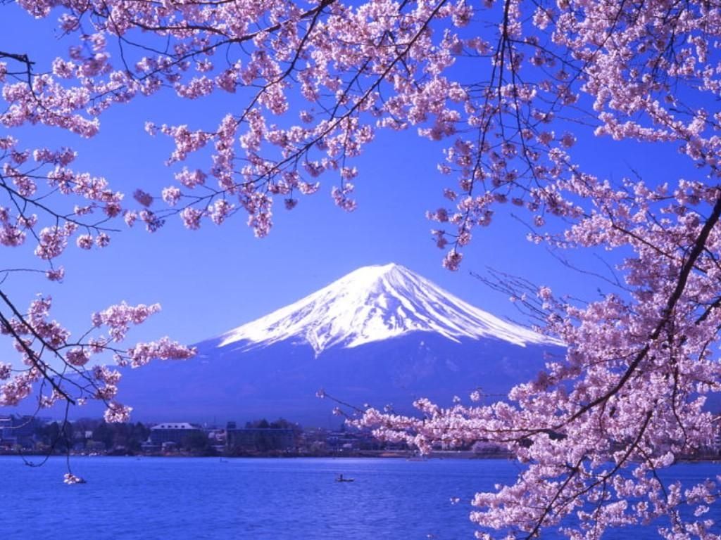 Địa điểm ngắm hoa anh đào đẹp mê hồn ở Nhật Bản