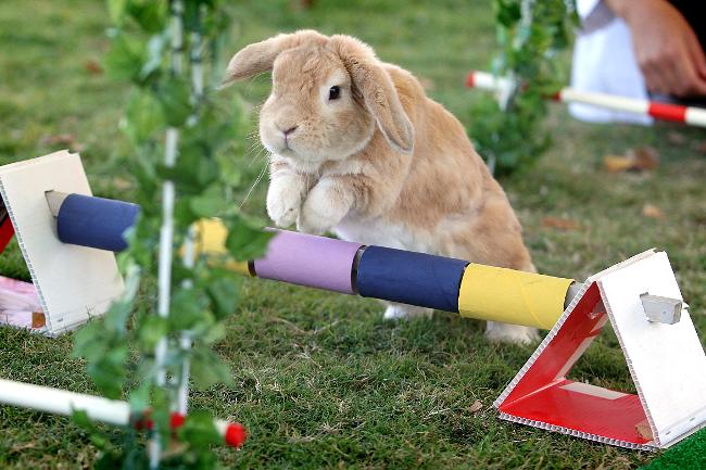 le-hoi-Sydney-Royal-Easter-Show-worldtrip