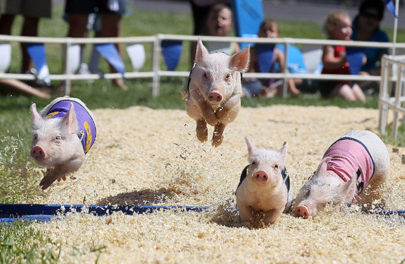 le-hoi-Sydney-Royal-Easter-Show-worldtrip