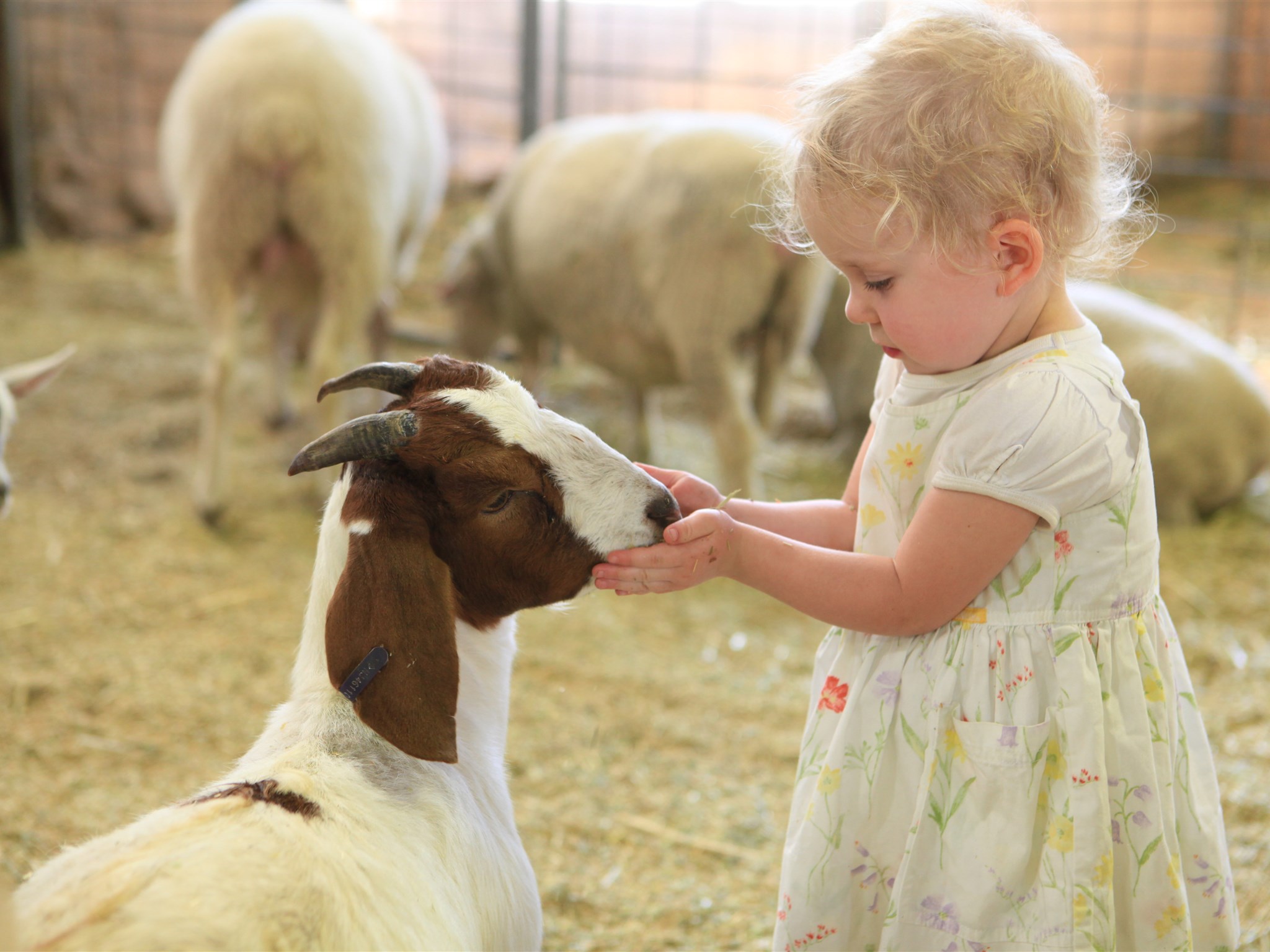 le-hoi-Sydney-Royal-Easter-Show-worldtrip