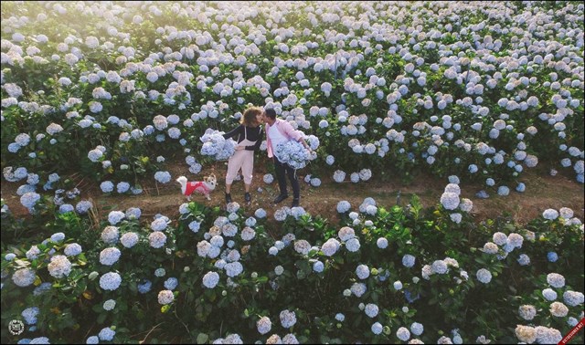Giới trẻ ngẩn ngơ trước cánh đồng hoa cẩm tú cầu đẹp ngây ngất ở Đà Lạt