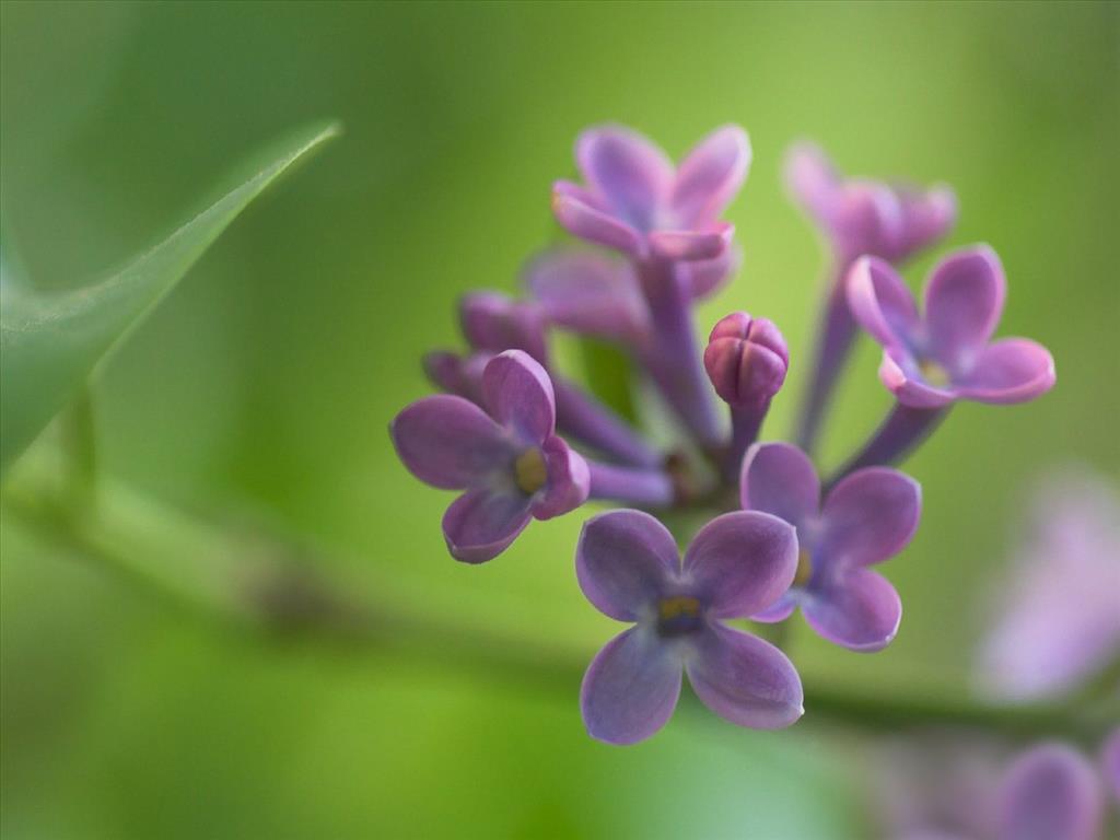 Ngây nhất trước vẻ đẹp của hoa Siren - Loài hoa đặc trưng mùa xuân nước Nga
