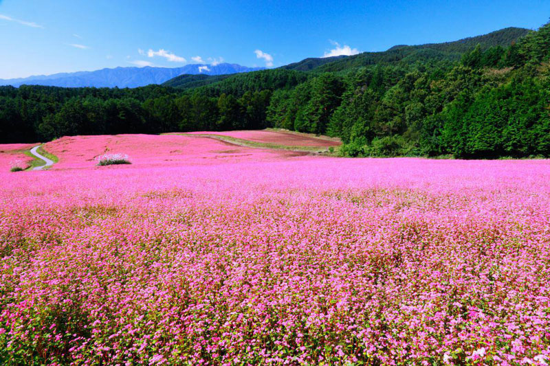 Hoa tam giac mạch, Hà Giang -worldtrip