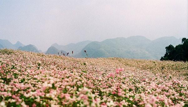 Sự Tích Hoa Tam Giác Mạch